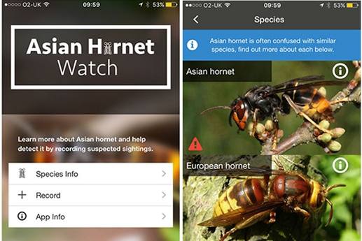 Asian Hornet Watch app